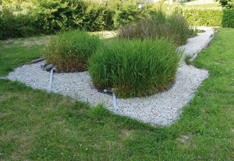 Fichier:Bassin phytoépuration.jpg